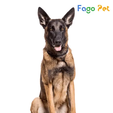 Giá Bán Chó Becgie Bỉ Thuần Chủng Là Bao Nhiêu?