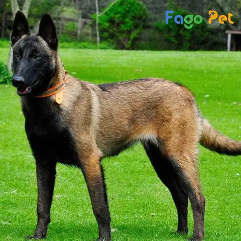Ưu Điểm Khi Lựa Chọn Mua Chó Becgie Bỉ Tại Fago Pet
