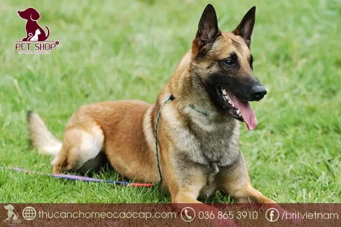 Cần Mua Chó Béc Bỉ: Hướng Dẫn Chi Tiết Từ A-z Cho Người Nuôi