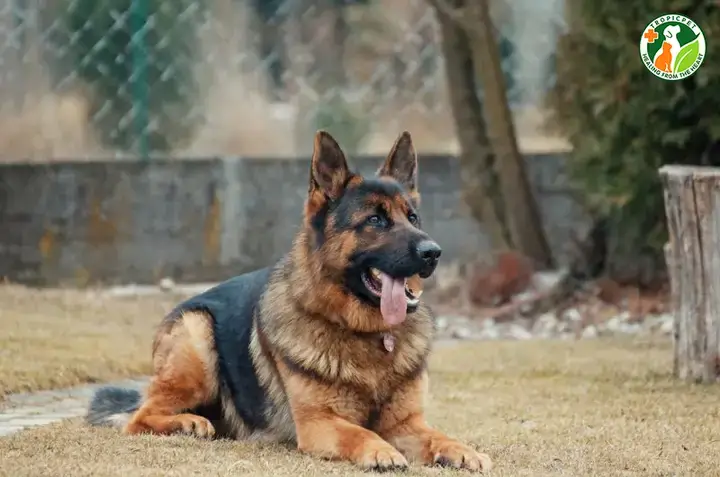 Cân Nặng Chó Becgie Bỉ Tiêu Chuẩn Theo Từng Giai Đoạn Phát Triển