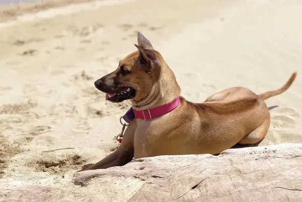 Cân Nặng Chó Phú Quốc Bao Nhiêu Kg? Tiêu Chuẩn Theo Độ Tuổi Và Giới Tính