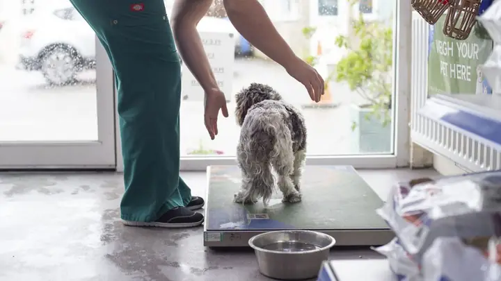 Cân Nặng Của Chó Theo Tháng Tuổi? Và 4 Yếu Tố Ảnh Hưởng Đến Cân Nặng