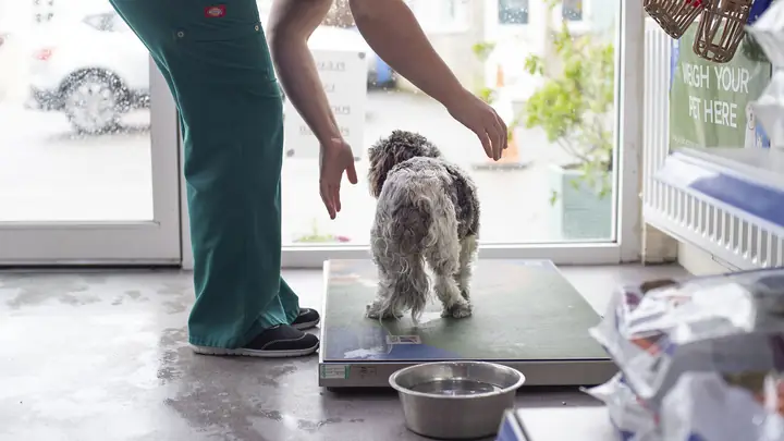 Cân Nặng Của Chó Theo Tháng Tuổi? Và 4 Yếu Tố Ảnh Hưởng Đến Cân Nặng