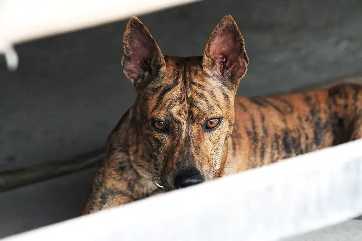 Phương Pháp Chọn Lọc Nhân Tạo Giống Chó Phú Quốc Thuần Chủng Phương Pháp Chọn Lọc Nhân Tạo Giống Chó Phú Quốc Thuần Chủng