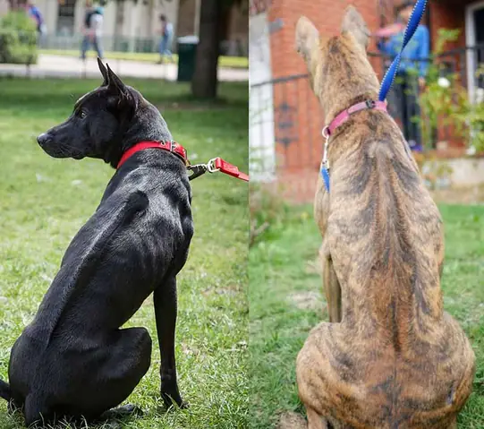 Đánh Giá Chó Phú Quốc Thuần Chủng Đánh Giá Chó Phú Quốc Thuần Chủng