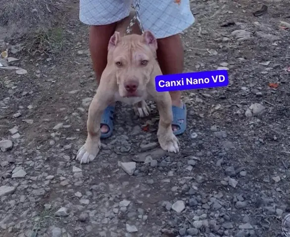 Canxi Nano Vd Chuyên Dùng Để Điều Trị: