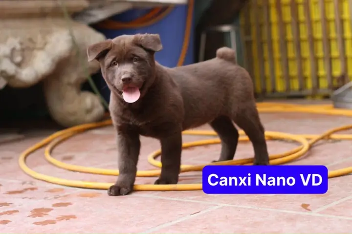 Canxi Nano Vdbổ Sung Canxi Cực Hữu Hiệu Với:
