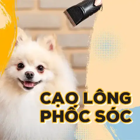 Có Nên Cạo Lông Máu Chó Phốc Sóc