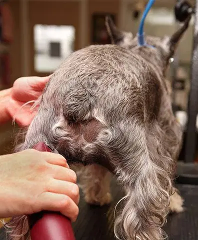 Bước 3: Cách Cạo Lông Chó Phần Thân