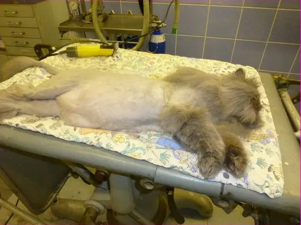 Bước 6: Cách Cạo Lông Chó Vùng Nách