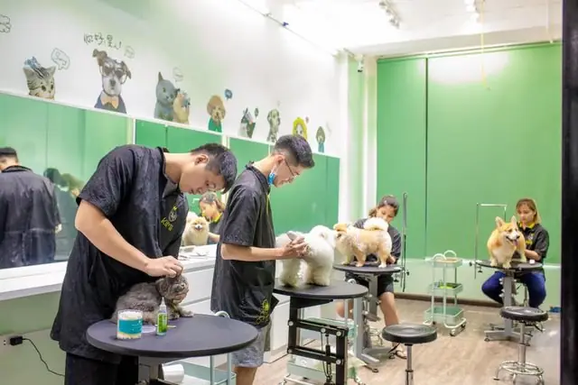 Bước 4: Cạo Lông Vùng Mông Cho Chó