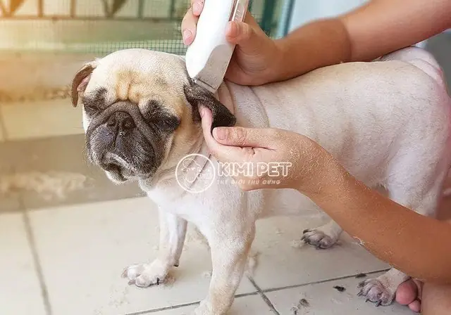 Bước 8: Cuối Cùng Là Tắm Cho Chó