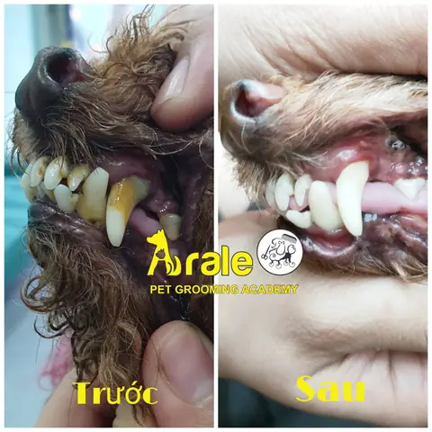 Cạo Vôi Răng Cho Chó