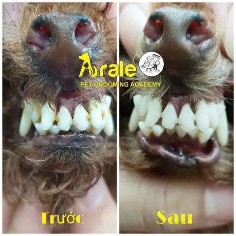Cạo Vôi Răng Cho Chó