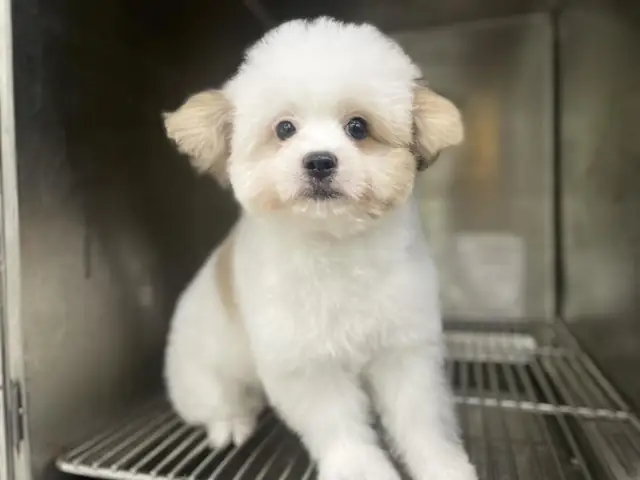 Đưa Chó Vào Không Gian Mát Mẻ Để Giảm Nhiệt