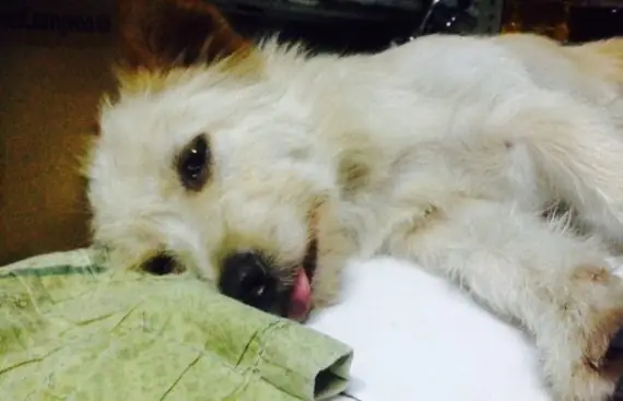 Cấp Cứu Chó Bị Co Giật: Hướng Dẫn Xử Lý Khẩn Cấp Và Toàn Diện