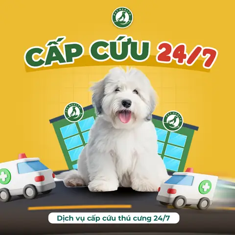 Cấp Cứu Chó Mèo 24/24 Hà Nội: Hướng Dẫn & Địa Chỉ Uy Tín