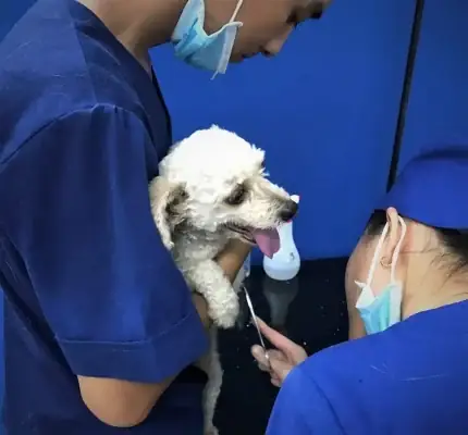 Tìm Nơicấp Cứu Chó Mèo 24/24tại Tphcm Tìm Nơicấp Cứu Chó Mèo 24/24tại Tphcm