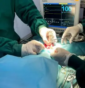 Tìm Nơicấp Cứu Chó Mèo 24/24tại Tphcm Tìm Nơicấp Cứu Chó Mèo 24/24tại Tphcm