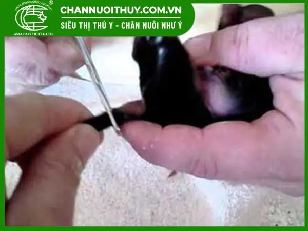 Cách Cắt Đuôi Chó Poodle Con