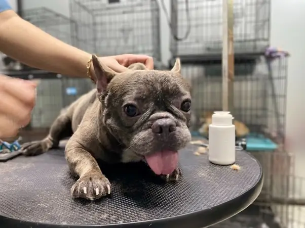 Vì Sao Nhiều Người Chọn Cắt Đuôi Cho Chó Poodle?