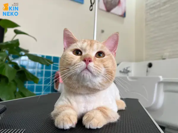 Bảng Giá Và Ưu Đãi Dịch Vụ Grooming Bảng Giá Và Ưu Đãi Dịch Vụ Grooming