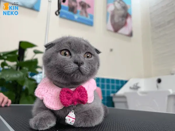 Grooming Tại Kin Neko Có Những Dịch Vụ Nào? Grooming Tại Kin Neko Có Những Dịch Vụ Nào?