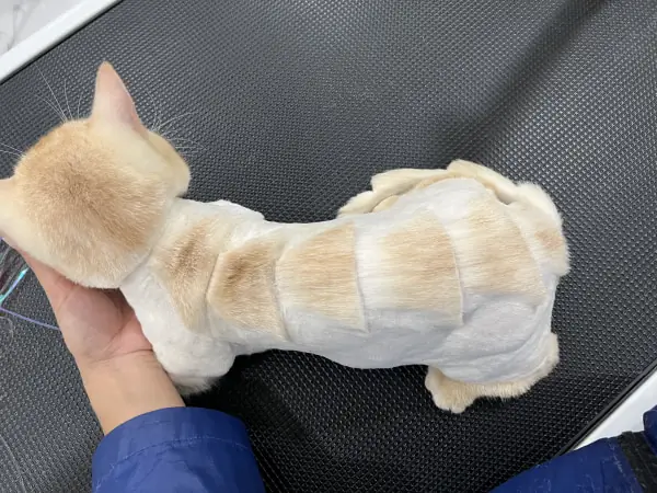 Bảng Giá Và Ưu Đãi Dịch Vụ Grooming Bảng Giá Và Ưu Đãi Dịch Vụ Grooming