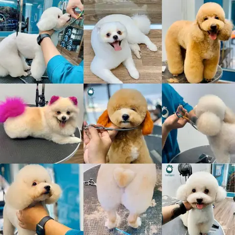 Dịch Vụ Tắm Vệ Sinh Thú Cưng - Cắt Tỉa Lông Chó Mèo Quận 7