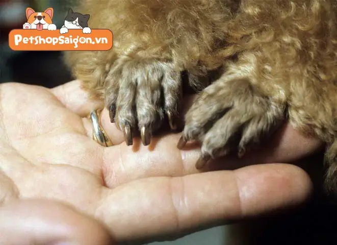 Cắt Móng Màu Tối Và Cắt Móng Màu Sáng