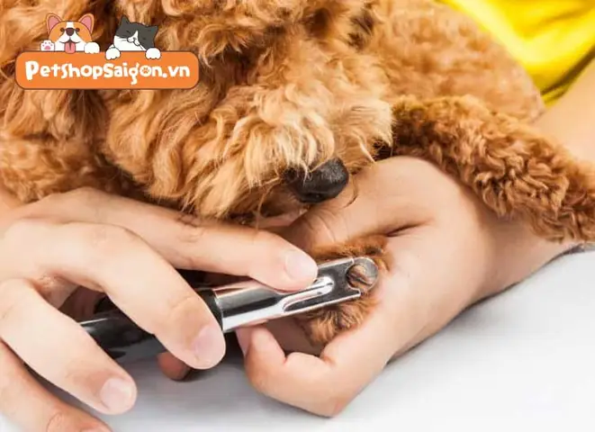 Bướccắt Móng Cho Chó Poodle