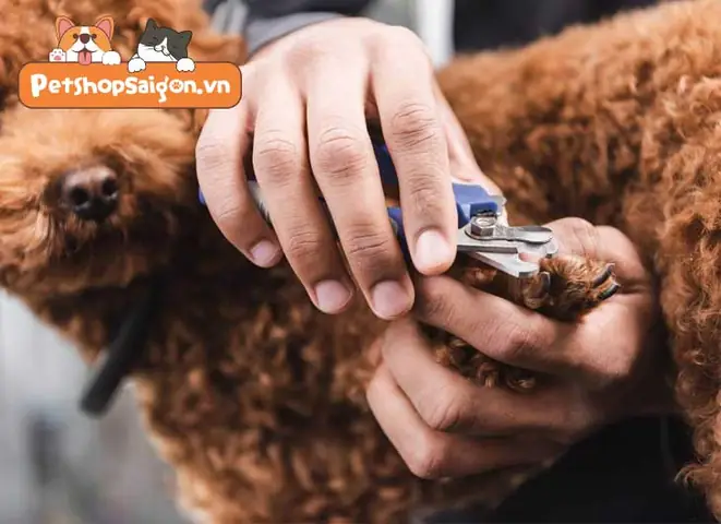 Những Rủi Ro Liên Quan Đến Chiếc Móng Dài Của Chó Poodle