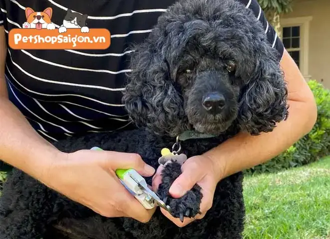 Nếu Chó Poodle Có Bộ Móng Giòn, Bạn Nên Thử Các Cách Sau: