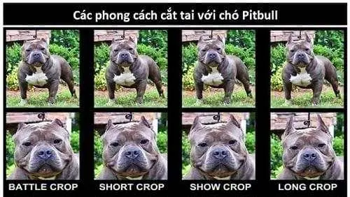 Kiểu Cắt Tai Cho Chó Kiểu Cắt Tai Cho Chó