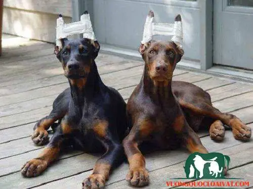 Kỹ Thuật Cắt Tai Cho Chó Kỹ Thuật Cắt Tai Cho Chó