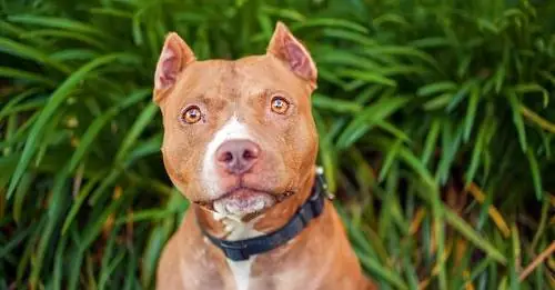 Có Nên Cắt Tai Cho Chó Không? Có Nên Cắt Tai Cho Chó Không?