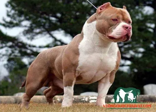 Cắt Tai Chó Để Làm Gì?