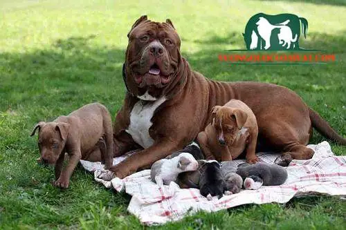 Tác Hại Của Việc Cắt Tai Chó Tác Hại Của Việc Cắt Tai Chó