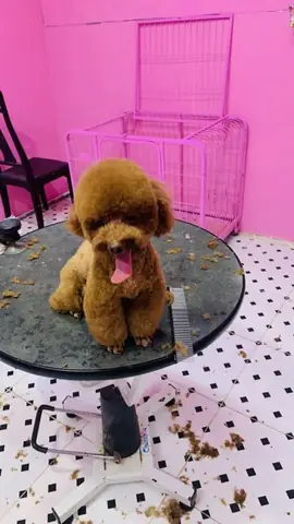 Cắt Tỉa Lông Chó Đà Nẵng