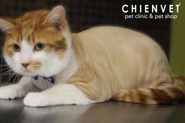 Cắt Tỉa Lông Chó Giá Rẻ Hà Nội Cắt Tỉa Lông Chó Giá Rẻ Hà Nội