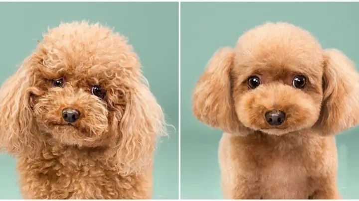 Mẫu Teddy Bear Mẫu Teddy Bear