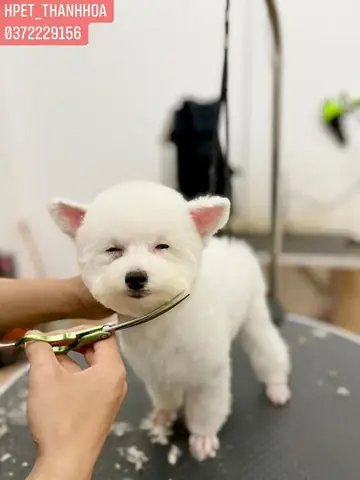 Cắt Tỉa Lông Chó Tại Thanh Hóa: Dịch Vụ Chăm Sóc Thú Cưng Chuyên Nghiệp