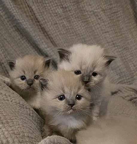 Câu Chuyện Chó Và Mèo: Tình Yêu, Mất Mát Và Trách Nhiệm Trong Đại Dịch