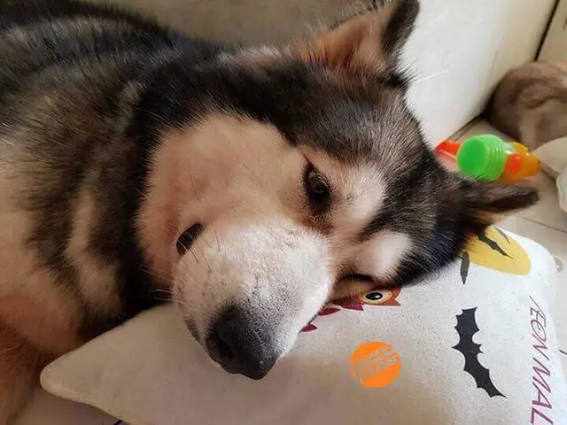 Câu Chuyện Cảm Động Về Chú Chó Alaska Thông Minh, Cứu Cả Gia Đình Chủ Trong Đám Cháy Kinh Hoàng Tại Chung Cư Ở Sài Gòn - Ảnh 1.