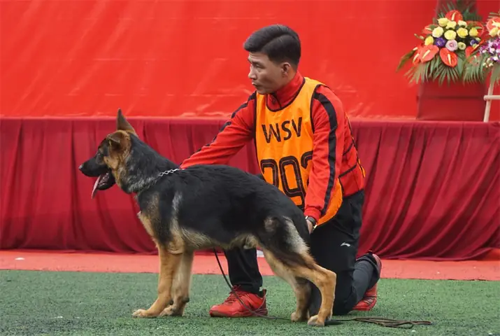 30 Chú Chó Becgie Đức Khoe Hình Thể Ở Hà Nội - 3