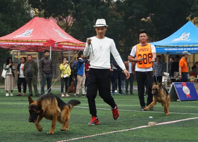 30 Chú Chó Becgie Đức Khoe Hình Thể Ở Hà Nội - 2 30 Chú Chó Becgie Đức Khoe Hình Thể Ở Hà Nội - 2