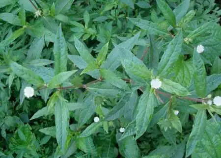 Cây Cỏ Mực Chữa Bệnh Cho Chó