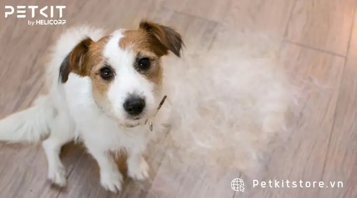 Nguyên Nhân Chó Bị Rụng Lông Nguyên Nhân Chó Bị Rụng Lông