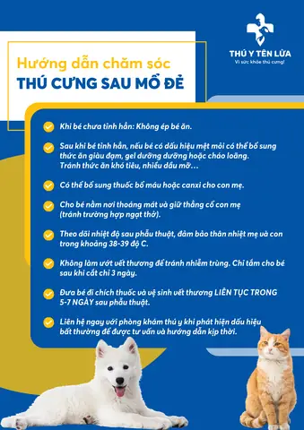 Chăm Sóc Chó Mẹ Sau Mổ Đẻ Chăm Sóc Chó Mẹ Sau Mổ Đẻ