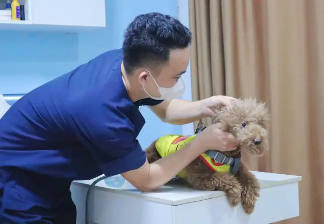 Chăm Sóc Chó Mẹ Sau Khi Mổ Đẻ Chăm Sóc Chó Mẹ Sau Khi Mổ Đẻ